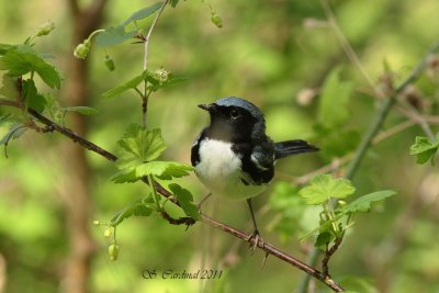 Pelée Paruline bleu 02 a.JPG