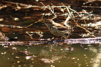 Pelée Paruline des ruisseaux 02 a.JPG