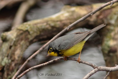 Pelée Paruline du Canada 01 a.JPG
