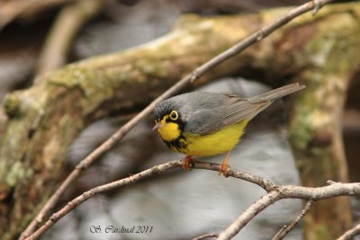 Pelée Paruline du Canada 02 a.JPG