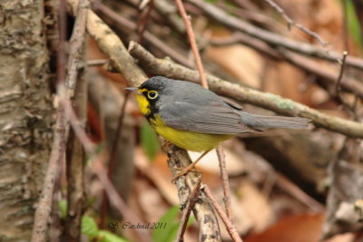 Pelée Paruline du Canada 03 a.JPG