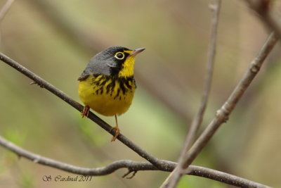 Pelée Paruline du Canada 04 a.JPG