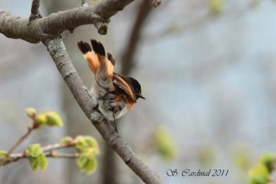 Pelée Paruline flamboyante 01 a.JPG