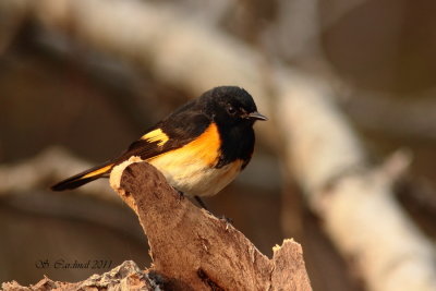 Pelée Paruline flamboyante 02 a.JPG