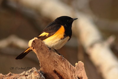 Pelée Paruline flamboyante 03 a.JPG