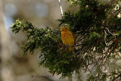 Pelée Paruline jaune 01 a.JPG