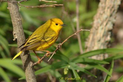 Pelée Paruline jaune 02 a.JPG