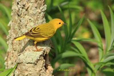 Pelée Paruline jaune 03 a.JPG