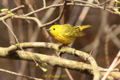 Pelée Paruline jaune 04 a.JPG