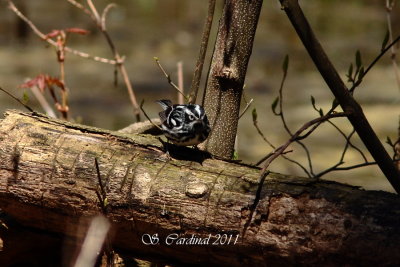 Pelée Paruline noir et blanc 02 a.JPG