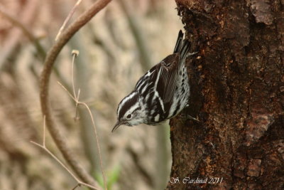 Pelée Paruline noir et blanc 03 a.JPG
