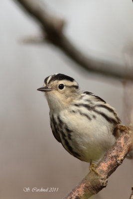 Pelée Paruline noir et blanc 05 a.JPG