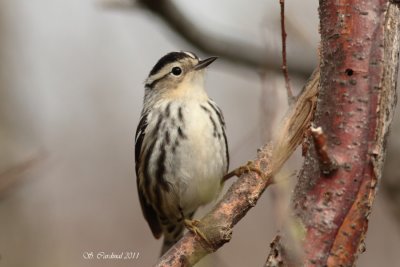 Pelée Paruline noir et blanc 06 a.JPG