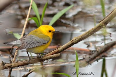 Pelée Paruline orangée 01 a.JPG