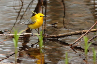 Pelée Paruline orangée 04 a.JPG