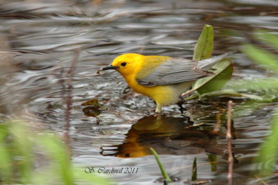 Pelée Paruline orangée 06 a.JPG