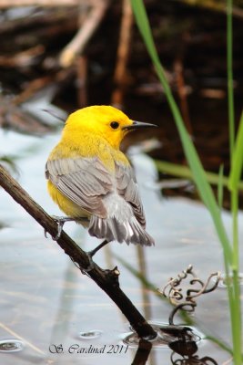 Pelée Paruline orangée 11 a.JPG