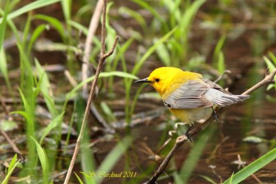 Pelée Paruline orangée 13 a.JPG