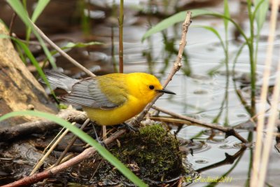 Pelée Paruline orangée 14 a.JPG