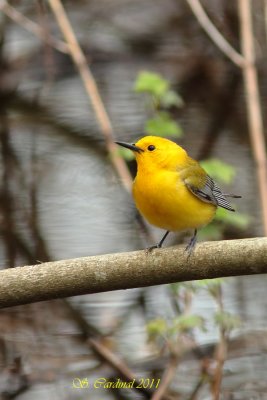 Pelée Paruline orangée 15 a.JPG