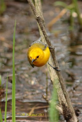 Pelée Paruline orangée 17 a.JPG