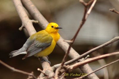 Pelée Paruline orangée 18 a.JPG