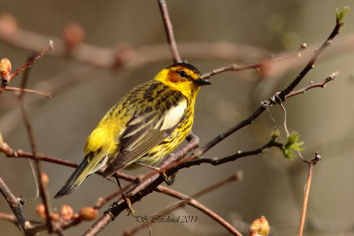Pelée Paruline tigrée 01 a.JPG