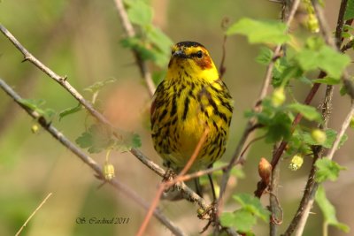 Pelée Paruline tigrée 02 a.JPG