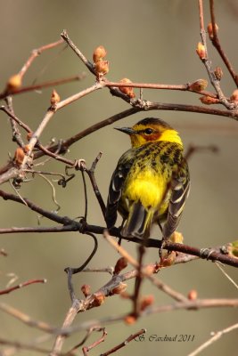 Pelée Paruline tigrée 03 a.JPG