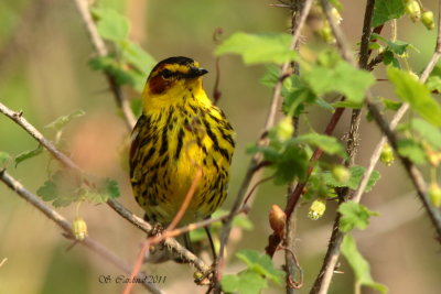 Pelée Paruline tigrée 04 a.JPG