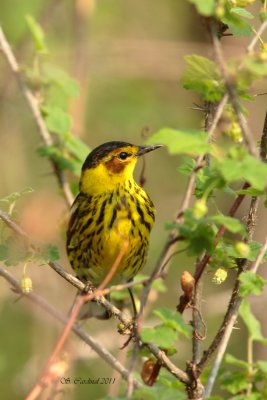 Pelée Paruline tigrée 05 a.JPG