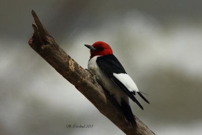 Pelée Pic à tête rouge 01 a.JPG