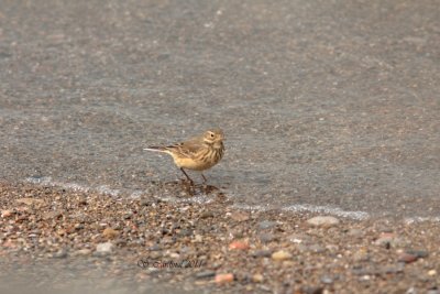 Pelée Pipit d Amérique 01 a.JPG