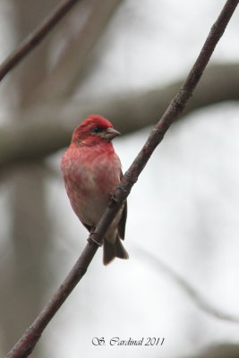 Pelée Roselin pourprée 01 a.JPG