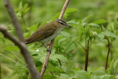 Pelée Viréo aux yeux rouge01 a.JPG