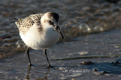 2011 Bécasseau sanderling 01 a.JPG