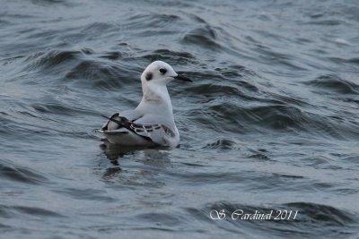 Mouette de Bonaparte 01 a.JPG