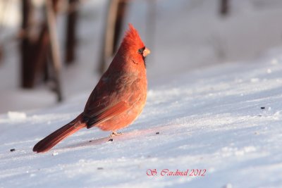 2012 Cardinal rouge a.JPG