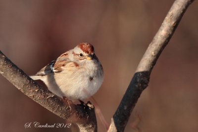 2012 bruant hudsonien 02 a.JPG