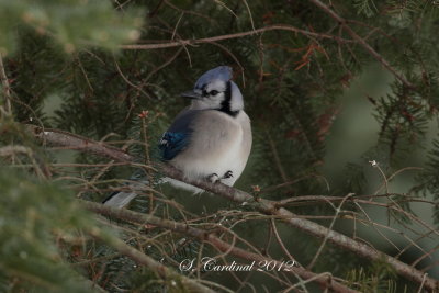 2012 Geai bleu 03 a.JPG