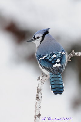 2012 Geai bleu 15 a.JPG
