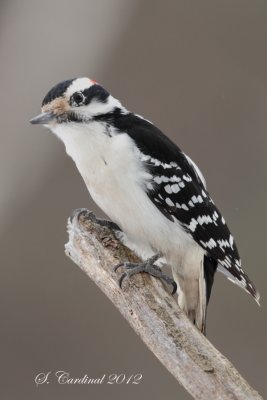 2012 Pic mineur 01 a.JPG