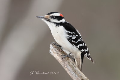 2012 Pic mineur 03 a.JPG