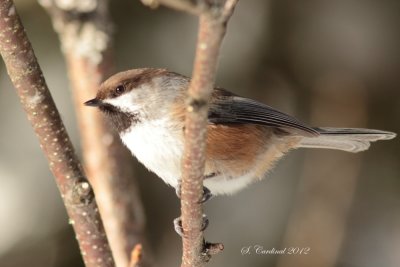 Foret Montmorency 2012 Msange  tte brune 01 a.JPG