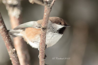 Foret Montmorency 2012 Msange  tte brune 02 a.JPG