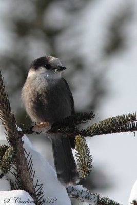 Foret Montmorency 2012 Msangeai du Canada 01 a.JPG