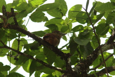 Panama 2012 Barred Puffbird 05 a.JPG