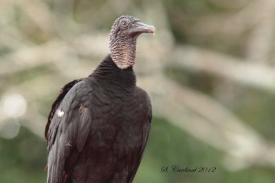 Panama 2012 Black Vulyure 03 a.JPG