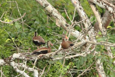 Panama 2012 Black-bellied Whistlng-Duck 01 a.JPG