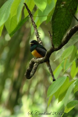 Panama 2012 Black-throated Trogon 01 a.JPG